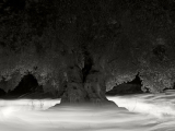 Ugo Ricciardi Olive tree #1 (Apulia, 2016).jpg