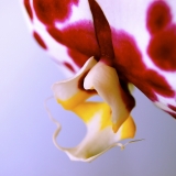 Orchid: Psyche
