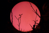 Birgit Lumazen - Red Moon 70 x 50.JPG